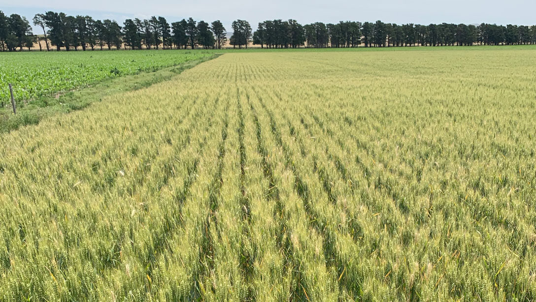 Agricultura